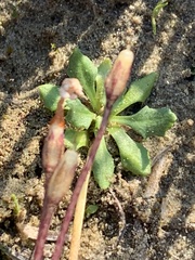 Primula mistassinica