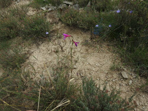 Image of Gladiolus dubius by (c) Yves Bas, some rights reserved (CC BY)