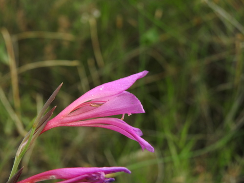 Image of Gladiolus dubius by (c) Yves Bas, some rights reserved (CC BY)