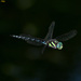 Siberian Hawker - Photo (c) Kim Dae Ho, some rights reserved (CC BY-NC), uploaded by Kim Dae Ho