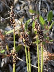 Carex glacialis