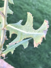 Lactuca serriola