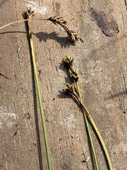 Carex glareosa