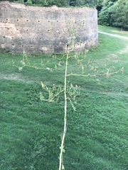 Lactuca serriola