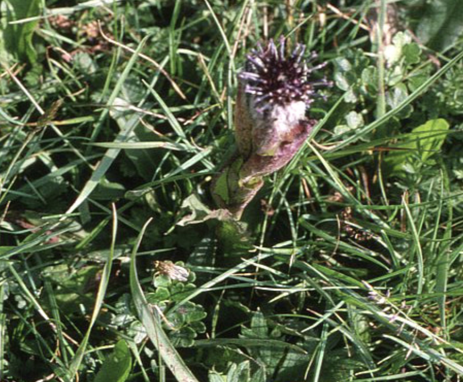 Saussurea iodostegia