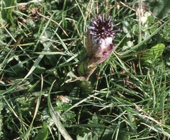 Saussurea iodostegia