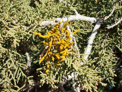 Juniper Mistletoe