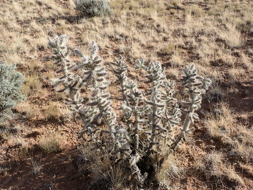 Cylindropuntia whipplei whipplei