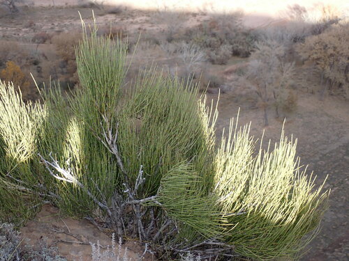 Green Ephedra