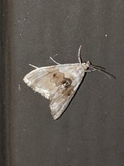 Lipocosma sicalis