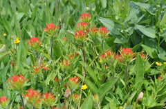 Castilleja suksdorfii