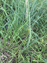 Carex lacustris