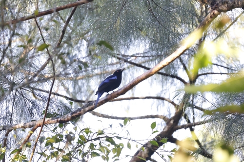 Philippine Fairy-bluebird (Irena cyanogastra), photo 2
