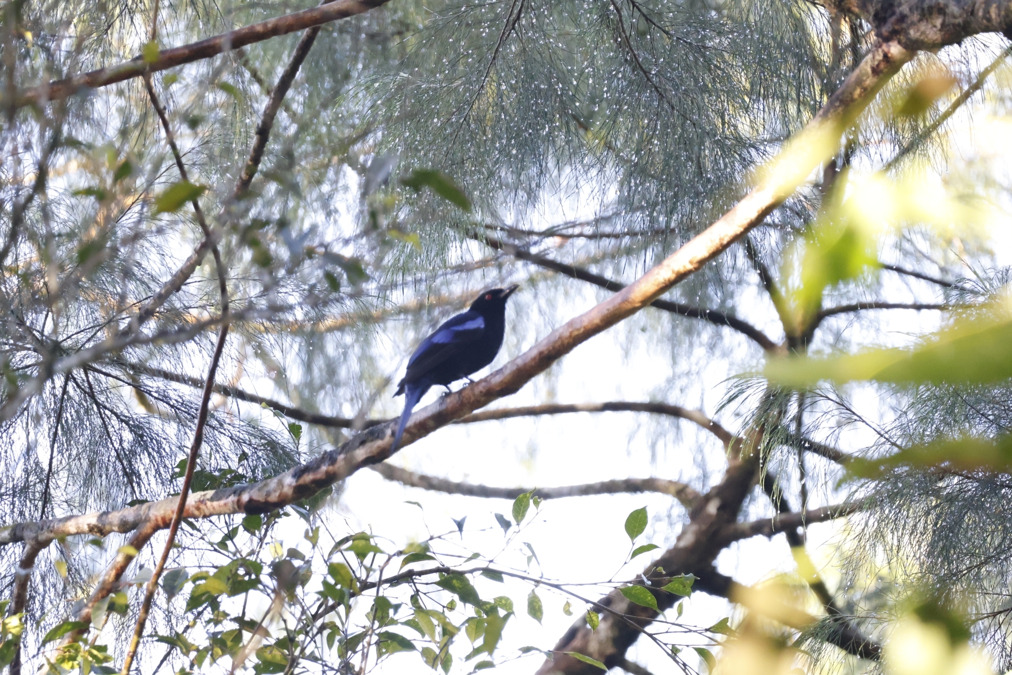 Philippine Fairy-bluebird (Irena cyanogastra), photo 2