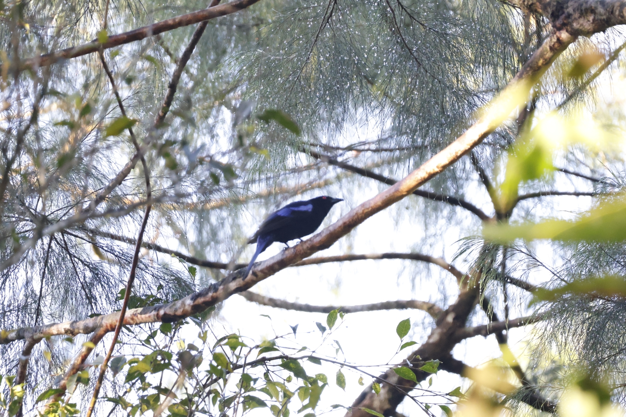 Philippine Fairy-bluebird (Irena cyanogastra), photo 3