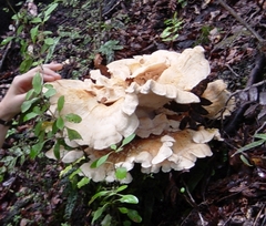 Bondarzewia kirkii