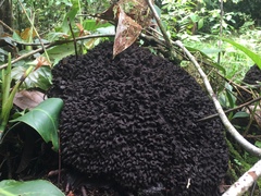 Nasutitermes corniger