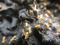 Nasutitermes corniger