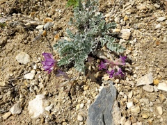 Astragalus utahensis