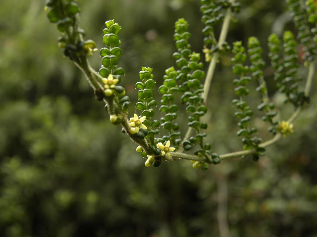 Scyphostelma rugosum
