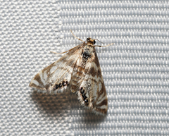 Petrophila canadensis