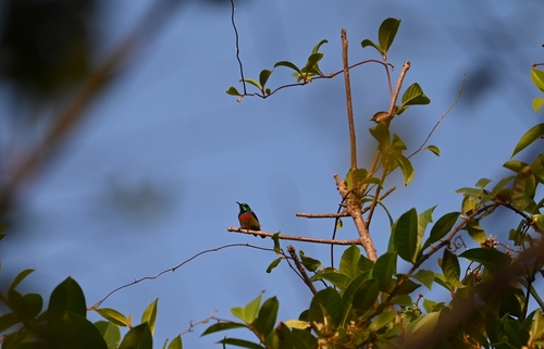 Tiny Sunbird