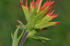 Castilleja suksdorfii