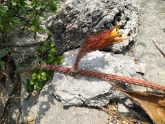 Selenicereus nelsonii
