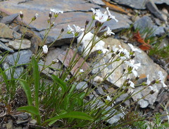 Eremogone capillaris