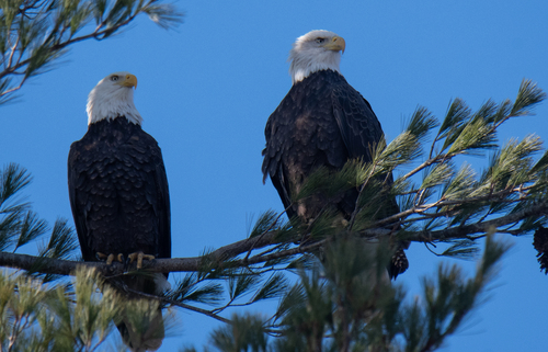 Bald Eagle photographed in New Hampshire