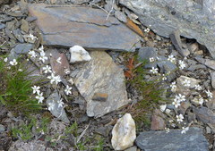 Eremogone capillaris