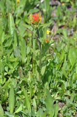 Castilleja suksdorfii
