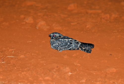 Standard-winged Nightjar