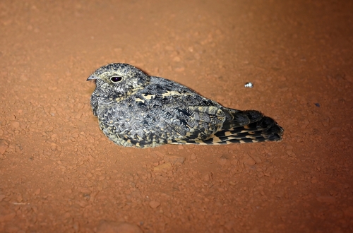 Standard-winged Nightjar