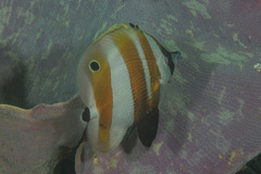 Coradion chrysozonus