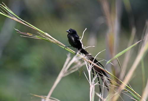 Red-collared Widowbird