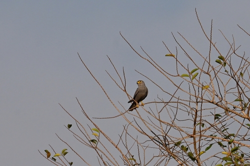 Gray Kestrel