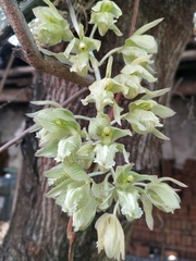 Clowesia russelliana