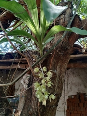 Clowesia russelliana