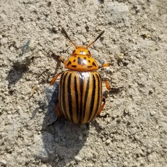 Leptinotarsa decemlineata