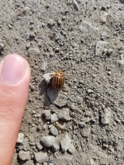 Leptinotarsa decemlineata