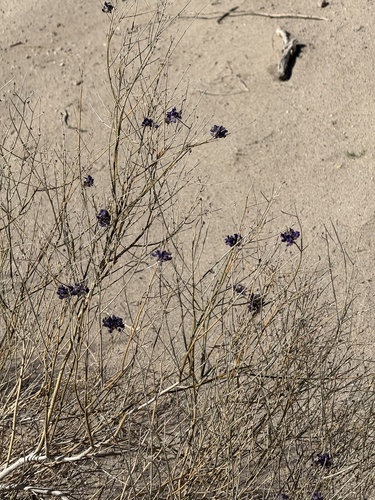 Psorothamnus scoparius, photograph 5