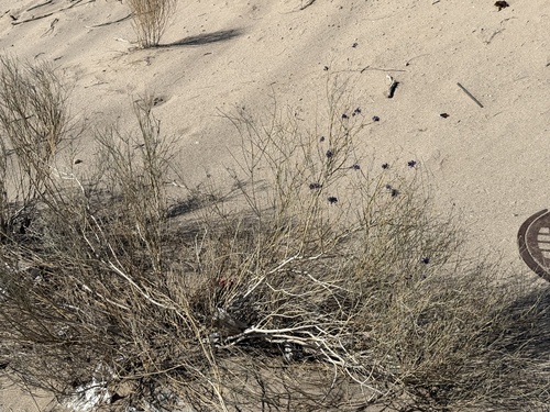 Psorothamnus scoparius, photograph 6