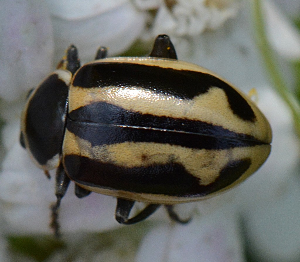 Sickle-marked Lady Beetle