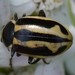 Sickle-marked Lady Beetle - Photo (c) robertweeden, some rights reserved (CC BY-NC), uploaded by robertweeden