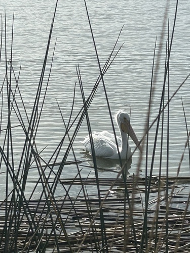 iNaturalist observation photo of American White Pelican