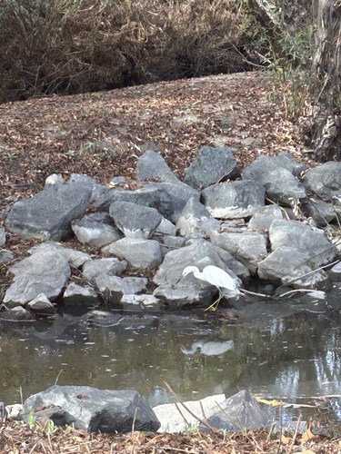 iNaturalist observation photo of Snowy Egret