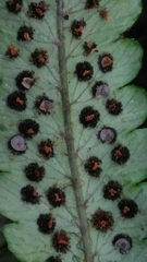 Dryopteris cycadina