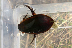 Cybister lateralimarginalis