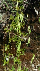 Lycopodium japonicum